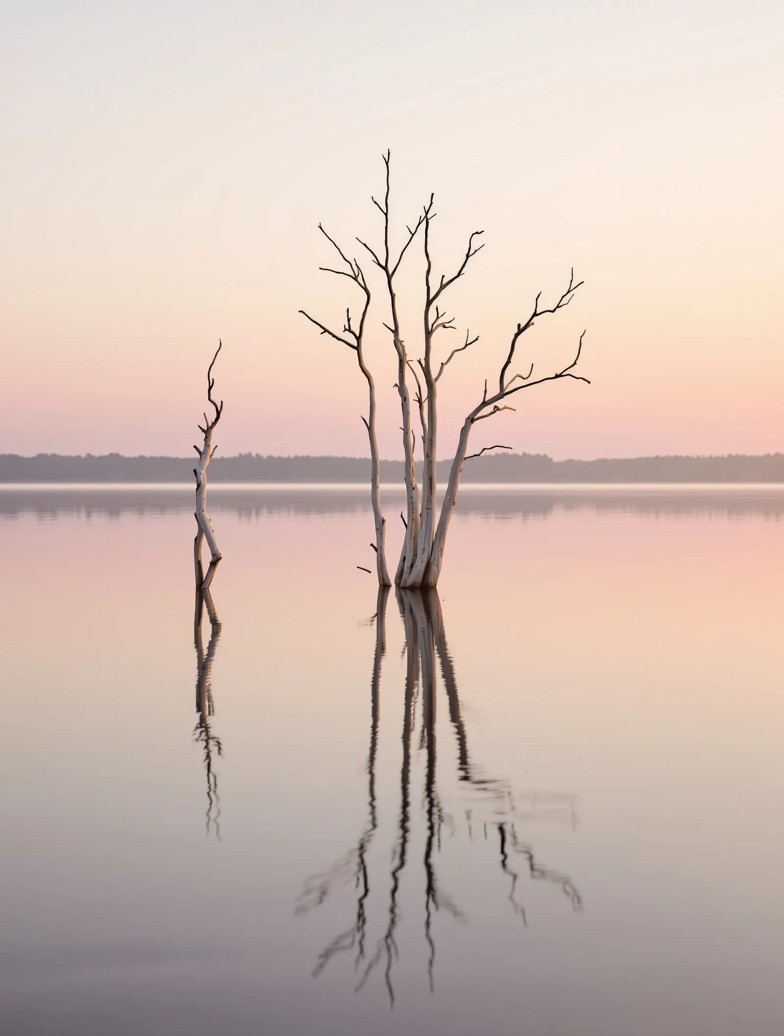 Bare standing dead trees reflected in the glassy, pastel water of Bois d'Arc Lake at golden hour.
