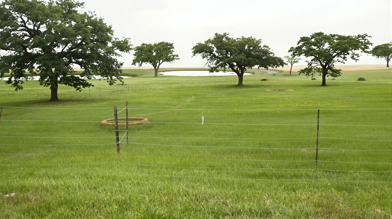 Open improved grazing pasture on a small North Texas ranch under soft overcast light: healthy green grass, a single-wire cross fence dividing two paddocks, a round hay-feeding ring, scattered live oaks and a full stock pond.
