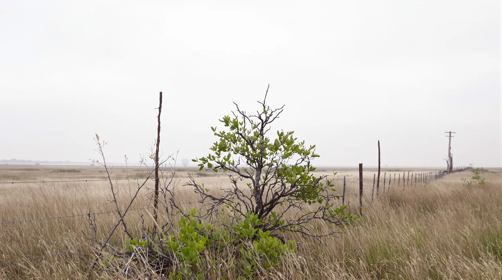Native brush and tall grassland habitat on a North Texas tract in soft overcast light: dry native bunchgrasses, a low leafy shrub left for cover, and a wire fence line running back across open prairie.