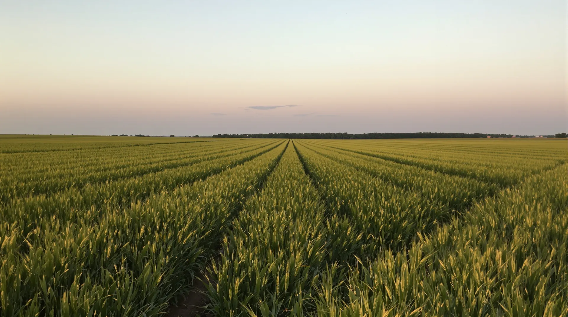 Long rows of young green grain running to a distant treeline across North Texas Blackland Prairie farmland at golden hour.